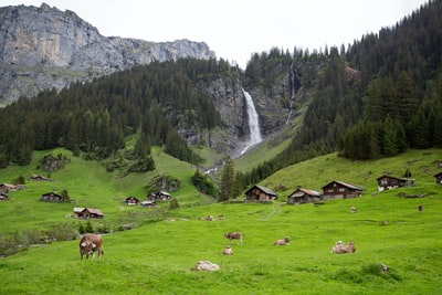 白天，一群羊在绿树和山附近的绿草地上